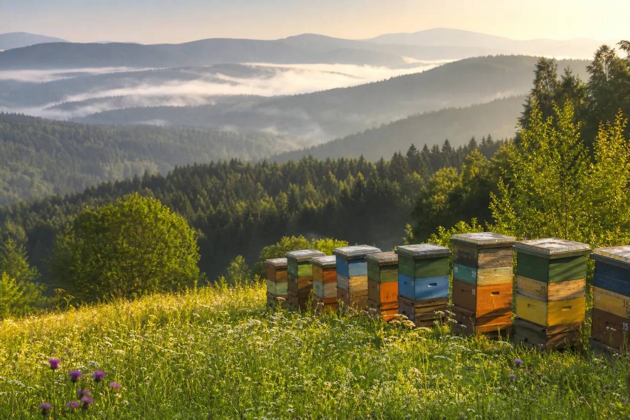 Bienenstöcke auf einer Blumenwiese im Bayerischen Wald