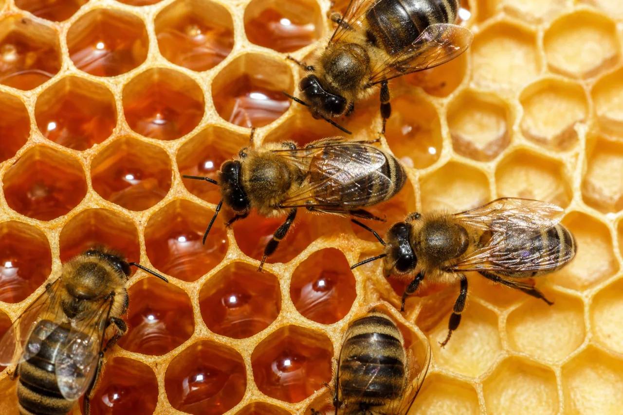 Bienen auf einer goldenen Honigwabe mit gefüllten Wachszellen